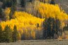 Autumn view of willows along shoreline of Two Ocean Lake-Grand Teton National Park-Wyoming Art Print